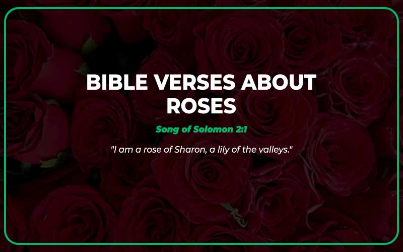 Bible Verses About Roses