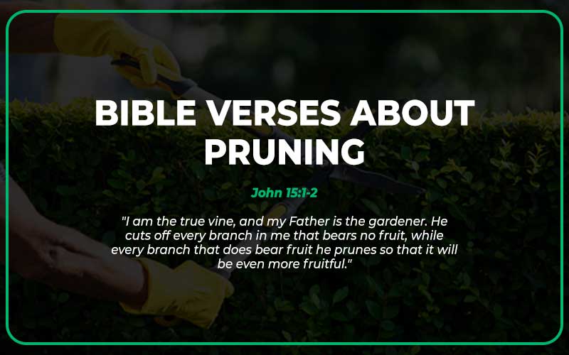 Bible Verses About Pruning