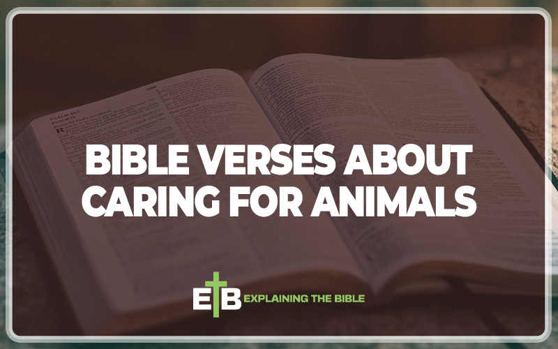 Bible Verses About Caring For Animals
