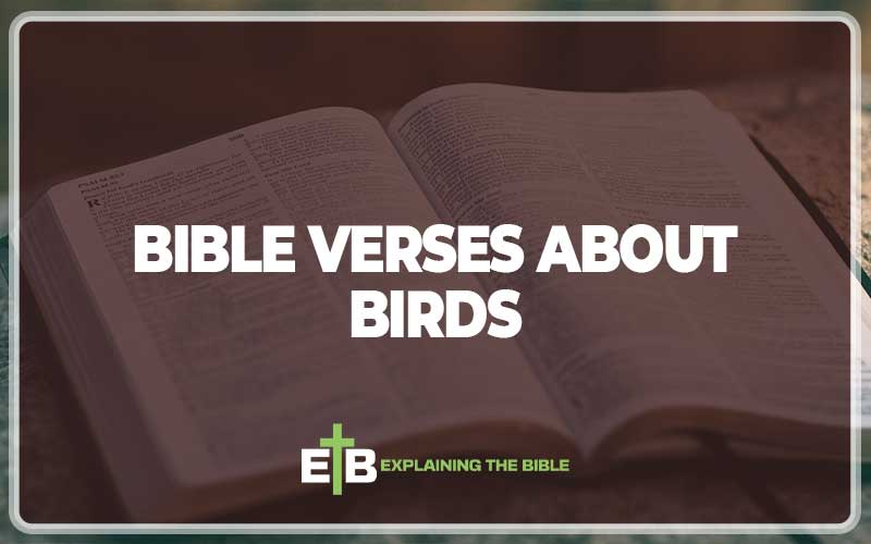 Bible Verses About Birds