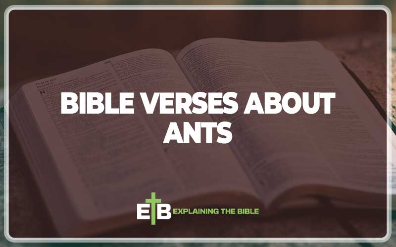 Bible Verses About Ants