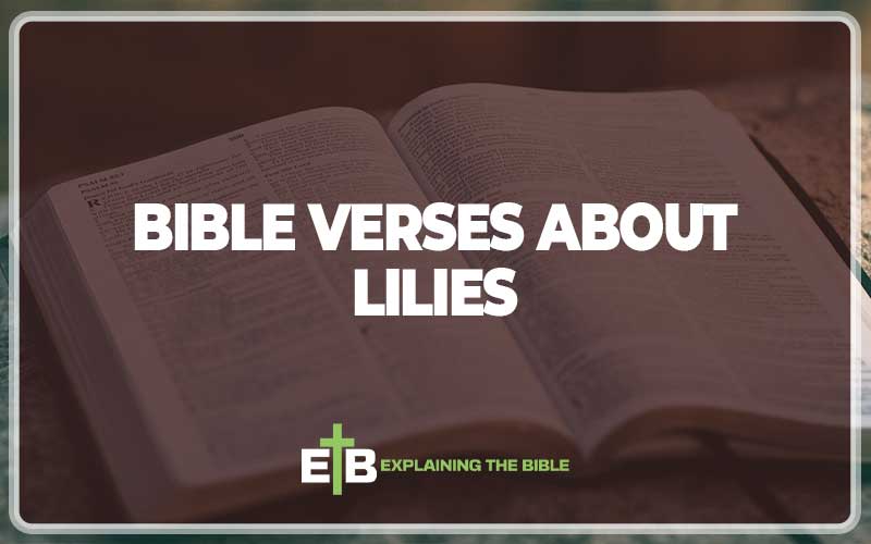 Bible Verses About Lilies